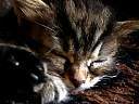 cat01.jpg