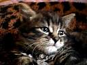 cat02.jpg