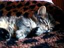 cat06.jpg
